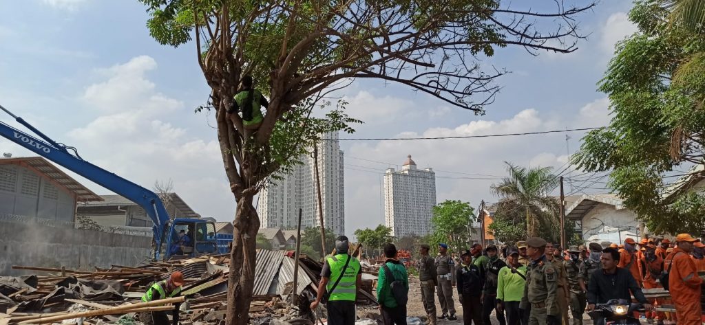 Sudin Kehutanan Jakut Akan Tanam Tabebuya Kuning di Jalan Agung Perkasa VIII