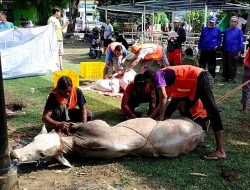 Semangat Idul Adha, Panitia Kurban Masjid Nurul Muttaqien Kurbankan 7 Ekor Sapi dan 12 Kambing