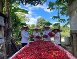 Rutan Jantho Panen Cabe Merah Dalam Langkah Strategis Pembinaan Narapidana untuk Ketahanan Pangan