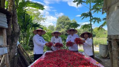 Rutan Jantho Panen Cabe Merah Dalam Langkah Strategis Pembinaan Narapidana untuk Ketahanan Pangan